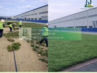Thi công cây xanh công trình chăm sóc thảm cỏ khu công nghiệp tại Đồng Nai