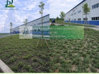 Thi công cây xanh công trình chăm sóc thảm cỏ khu công nghiệp tại Đồng Nai