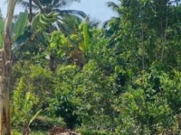 CHÍNH CHỦ CẦN BÁN ĐẤT CÓ VỊ TRÍ ĐEP -tại KCN LONG GIANG  - XÃ TÂN LÝ ĐÔNG - H.CHÂU THÀNH - TIỀN