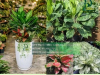 Cung cấp cây xanh nội thất cho văn phòng showroom cửa hàng Đồng Nai TPHCM