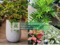 Cung cấp cây xanh nội thất cho văn phòng showroom cửa hàng Đồng Nai TPHCM