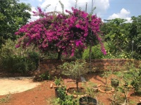 CHÍNH CHỦ BÁN ĐẤT CÓ NHÀ – ĐẤT FULL CÀ PHÊ ĐANG THU HOẠCH – LỘC ĐỨC - BẢO LÂM