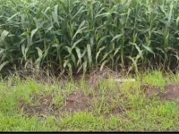 ĐẤT ĐẸP – GIÁ TỐT - Chính Chủ Bán Đất  Xã Lang Minh, Huyện Xuân Lộc, Đồng Nai