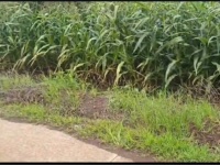 ĐẤT ĐẸP – GIÁ TỐT - Chính Chủ Bán Đất  Xã Lang Minh, Huyện Xuân Lộc, Đồng Nai