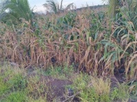 ĐẤT ĐẸP – GIÁ TỐT - Chính Chủ Bán Đất  Xã Lang Minh, Huyện Xuân Lộc, Đồng Nai