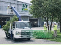 Dịch vụ chăm sóc cây xanh định kỳ cho công ty nhà xưởng 2 3 lần/tuần