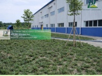 TRỒNG CỎ LÁ GỪNG & CỎ NHUNG NHẬT – GIẢI PHÁP PHỦ XANH BỀN ĐẸP CHO MỌI CÔNG TRÌNH