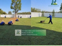 TRỒNG CỎ LÁ GỪNG & CỎ NHUNG NHẬT – GIẢI PHÁP PHỦ XANH BỀN ĐẸP CHO MỌI CÔNG TRÌNH