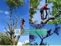 Cưa Hạ – Cắt Tỉa Cây Xanh KCN Long Khánh, Đồng Nai