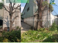 CƯA CÂY KCN TAM PHƯỚC – ĐỒNG NAI