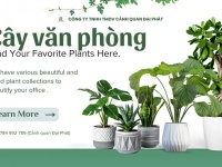 CUNG CẤP CÂY XANH & CHĂM SÓC CÂY XANH VĂN PHÒNG TẠI ĐỒNG NAI