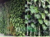 THI CÔNG TƯỜNG XANH – HỆ THỐNG TƯỚI TỰ ĐỘNG NHÀ HÀNG - QUÁN CAFE