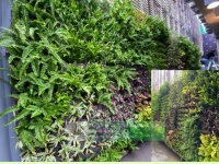 THI CÔNG TƯỜNG XANH – HỆ THỐNG TƯỚI TỰ ĐỘNG NHÀ HÀNG - QUÁN CAFE