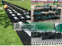 Dịch vục trồng Cỏ lá gừng - Cỏ nhung Nhật tại Tây Ninh