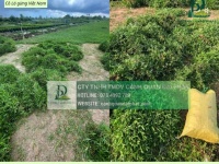 Dịch vục trồng Cỏ lá gừng - Cỏ nhung Nhật tại Tây Ninh