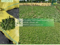 Dịch vục trồng Cỏ lá gừng - Cỏ nhung Nhật tại Tây Ninh