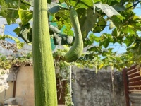 120m2 Đất ở Full Thổ Cư, Nguyễn Bình, Làng Đại Học Nhà Bè, XD tự do Chỉ 3.7 Tỷ