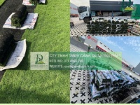 Cung cấp cỏ nhung Nhật - Cỏ lá gừng KCN Đồng Nai