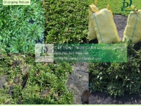 Cung cấp cỏ nhung Nhật - Cỏ lá gừng KCN Đồng Nai