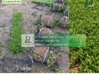 Cung cấp cỏ nhung Nhật - Cỏ lá gừng KCN Đồng Nai