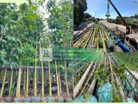 Cung cấp Cây giáng hương - Cây bàng Đài loan công trình Đồng Nai