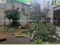 Dịch vụ cắt cỏ cưa cây tại KCN Biên Hòa Đồng Nai