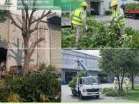 Dịch vụ Cưa cây - Cắt tỉa cây xanh KCN Long Đức, Đồng Nai