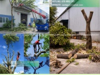 Dịch vụ Cưa cây - Cắt tỉa cây xanh KCN Long Đức, Đồng Nai