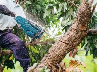 Dịch vụ Cưa cây - Cắt tỉa cây xanh KCN Long Đức, Đồng Nai