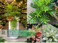 DỊCH VỤ CHĂM SÓC CÂY XANH NỘI THẤT CÔNG TY BIÊN HÒA – ĐỒNG NAI CHUYÊN NGHIỆP