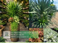 DỊCH VỤ CHĂM SÓC CÂY XANH NỘI THẤT CÔNG TY BIÊN HÒA – ĐỒNG NAI CHUYÊN NGHIỆP