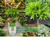 DỊCH VỤ CHĂM SÓC CÂY XANH NỘI THẤT CÔNG TY BIÊN HÒA – ĐỒNG NAI CHUYÊN NGHIỆP