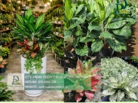 Thiết kế thi công cây xanh văn phòng Long Thành Đồng Nai