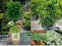 Thiết kế thi công cây xanh văn phòng Long Thành Đồng Nai