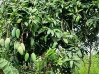 CHÍNH CHỦ CẦN BÁN LÔ ĐẤT CÓ VỊ TRÍ ĐẸP TẠI XẺO MUỒNG - XÃ MỸ LONG – H.CAO LÃNH - ĐỒNG PHÁP