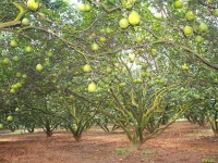 BÁN ĐẤT LÀM NHÀ VƯỜN