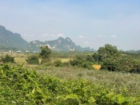 Đất Cao Phong Giá SỐC Chỉ Dưới 1 Triệu/m² Sở Hữu 6000m² View Cánh Đồng cách QL6 chưa đến 1km