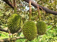 BÁN VƯỜN SẦU RIÊNG ĐẸP – ĐANG CHO TRÁI