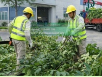 Dịch vụ chăm sóc cây xanh cắt cỏ cảnh quan nhà xưởng Đồng Nai chuyên nghiệp