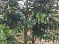 Bán đất 16 công sầu riêng Sổ Hồng tại Tân Dương, Huyện Lộ 1, Đồng Tháp.
