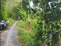 Bán đất 16 công sầu riêng Sổ Hồng tại Tân Dương, Huyện Lộ 1, Đồng Tháp.