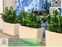 Cung cấp & chăm sóc cây xanh văn phòng TP.HCM