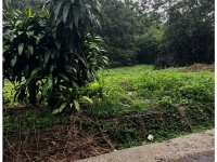 SỞ HỮU NGAY ĐẤT NHÀ VƯỜN ĐẸP – MẶT TIỀN ĐƯỜNG NHỰA – SẴN  VƯỜN CÂY ĂN TRÁI CHO THU HOẠCH