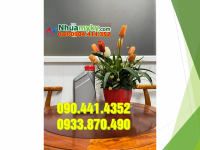 Can nhựa 2 lít đựng cồn pha loãng, can nhựa 5 lít đựng hóa chất đa năng