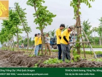 Dịch Vụ Cắt Cỏ Phát Hoang Tại Đồng Nai, TP.HCM Bạn đang đau đầu vì cỏ dại mọc um tùm trên đất dự án,