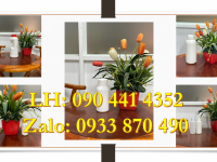 Chai thủy tinh 1 lít, vỏ chai thủy tinh 500ml, chai thủy tinh 250ml đựng nước giải khát có gas