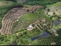 BÁN GẤP VƯỜN CÂY ĂN TRÁI 10HA – ĐANG KHAI THÁC HIỆU QUẢ, DÒNG TIỀN CÓ SẴN