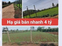 Bán 3120m2 đất xã Tân Hội Đức Trọng Lâm Đồng 4 tỷ