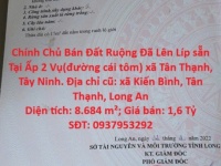 Chính Chủ Bán Đất Ruộng Đã Lên Líp sẵn Tại Ấp 2 Vụ(đường cái tôm) xã Tân Thạnh, Tây Ninh