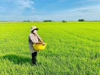 ĐẤT ĐẸP - GIÁ TỐT CẦN BÁN 51 CÔNG - ĐẤT TRỒNG LÚA 2 VỤ...TÂN LẬP - TỊNH BIÊN - AN GIANG